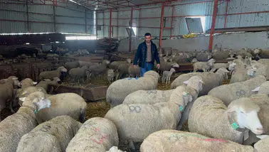 Konyalı üreticiler en çok bu koyun türünü tercih ediyor