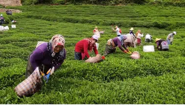 Binlerce çay üreticisi umutla bekliyor: Yaş çayda ‘35+3’ talebi