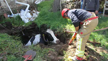 Kuyuya düştü: 7 aylık gebe inek soluk kesen operasyonla kurtarıldı