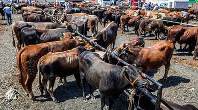 Yeni sığır türü geliyor! Yılda 20 defa doğum yapacak