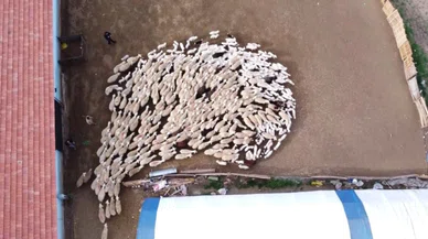 İlkbaharın geldiğini müjdeliyor! Büyük buluşma gerçekleşti