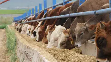 Kurban kesmek isteyenler 15 bin lirayı gözden çıkartacak