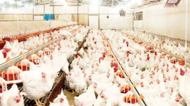 Tavuk eti fiyatları nasıl düşecek? Zamlar cep yakıyor