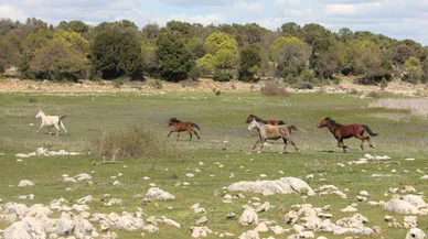 Havalar ısındı Konya da taylar boy gösterdi