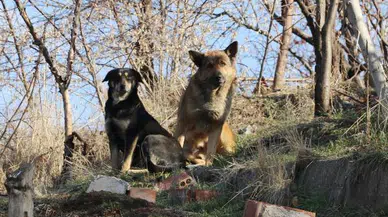 Konya'nın merkezinde başıboş köpekler vatandaşlara saldırdı