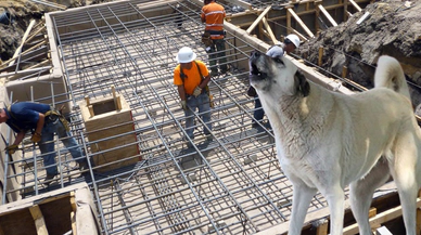 Konya'daki muhtar inşaatta yargı dağıttı! O köpeği bağlayın