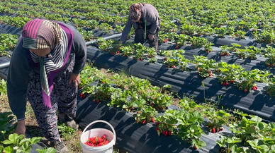 Konya'da üreticinin yüzü gülüyor, hasat mesaisi başladı