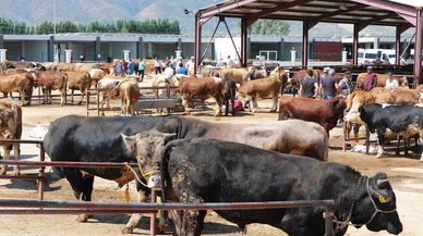 Kurbanda bir hisse de kasap maliyetine gidiyor