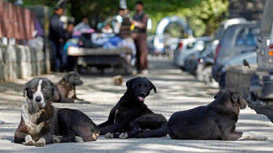 Konya'da sokak köpeği dehşeti. 3 yaşındaki çocuk hayatını kaybetti