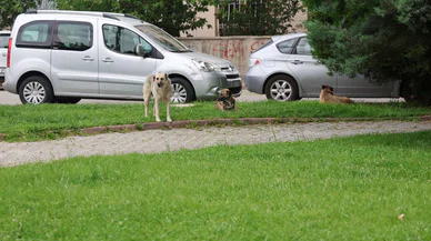 Konya'da köpek terörü! Genç kızı ısırdılar