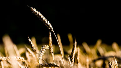 Konyalı çiftçiler düşünceli! Makarna ve ekmeklik buğday fiyatı dibi gördü