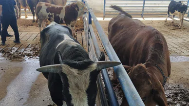 Kurban fiyatları düştü! Pazarlar doldu taştı