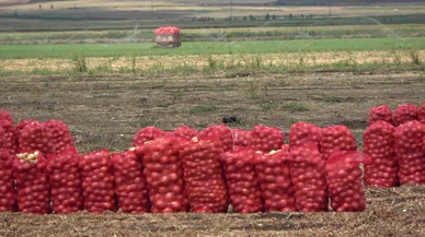 Soğan fiyatları dibi gördü! Kilosu 6 liraya düştü