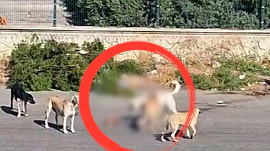 Konya'nın merkezinde aç kalan köpekler leş yedi!