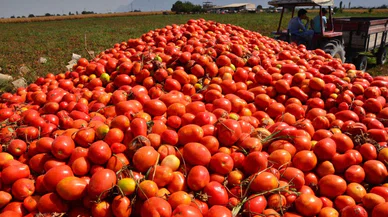 Domates fiyatları 1 liraya kadar düştü! Reyona ne zaman yansıyacak?