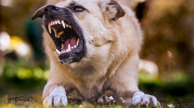 Başıboş köpek terörü devam ediyor: Yere yatırdıkları vatandaşı defalarca ısırıldı