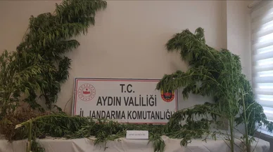 Zeytinlik bahçesinde onlarca kenevir ele geçirildi