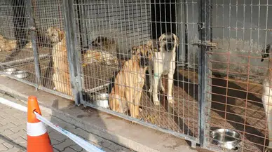 Konya Valiliği acı olay sonrası duyurdu. Sokak köpekleri için yoğun çalışma var