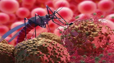 Biri bitmeden diğeri başlıyor! Mpox'tan sonra Batı Nil Virüsü endişesi