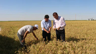 Türkiye'nin ihtiyacını Konya karşılıyor. Kuşlar için hasat başladı