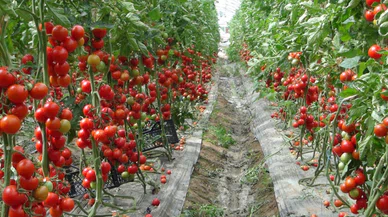 Marketlerde 35 TL'den alıcı bulan domatesin buradaki fiyatı 10 kat daha ucuz