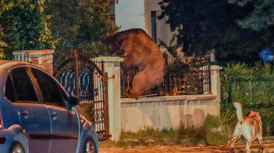 Aç kalan ayı şehre indi