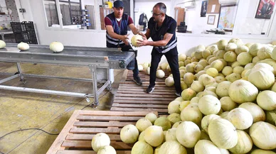 Tarlada kalan 300 ton ürününü vatandaşa dağıttı