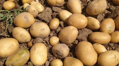 Konya'da üretim patladı! 462 bin ton patates Türkiye'nin ihtiyacını karşıladı
