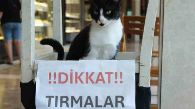 Adana’nın asabi kedisi ’Kızım’ sosyal medyada ilgi gördü