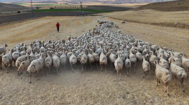 Türk çoban kalmadı