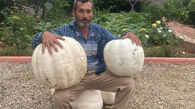 Hobi olarak ekti, 500 kilo hasat yaptı