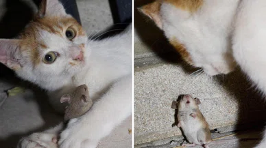 Kedi ile farenin dostluğu