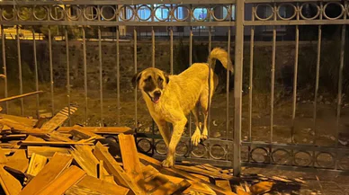 Köpeğin imdadına itfaiye yetişti