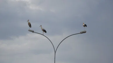Leylekler Konya'yı terk ediyor! Yeni rotaları belli oldu