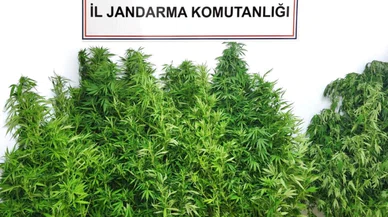 Kenevir yetiştiren baba oğul tutuklandı