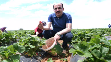 Konya'nın çileği AB tescili aldı! Altay'dan tebrik mesajı