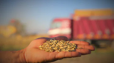 Konya bu alanda Türkiye'nin birincisi! Tonlarca ürün üretiliyor