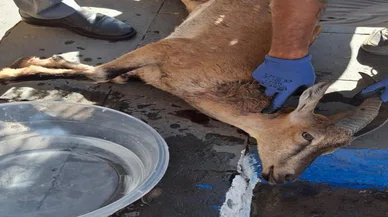 Başıboş köpekler koruma altındaki yabani keçiyi parçaladı