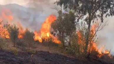Konya'nın Beyşehir ilçesinde orman yangını çıktı. Çok sayıda ekip sevk edildi