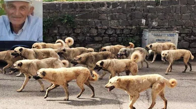 Başıboş köpekler 72 yaşındaki adama saldırdı