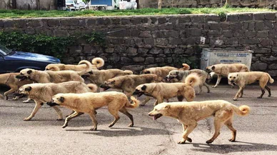 Üniversite kampüsünde köpek kabusu: 22 yaşındaki kız hastanelik oldu