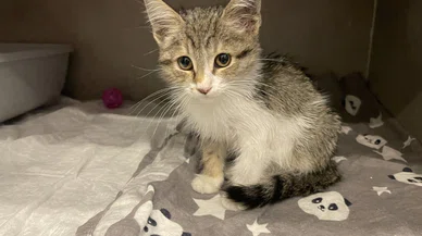 Yavru kedi tavuk gibi gıdaklıyor