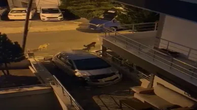 Başıboş köpekleri park halindeki arabayı parçaladı