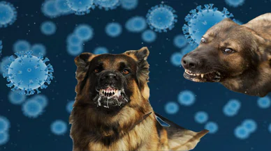 Başıboş sokak köpekleri sebep oluyor! Ölümlere davet açıyor