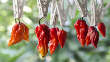 Dünyanın en acı biberi: Bhut jolokia