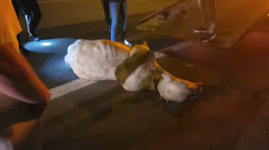 Tırdan kaçarak otoyolda trafiği durduran angus, iğneyle vurularak yakalandı