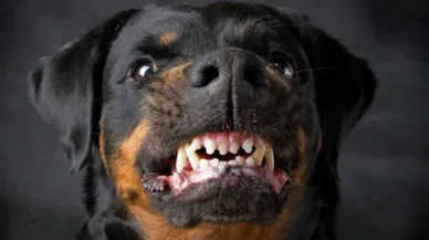 3 Rottweiler, 1 Kangal'ın saldırısına uğrayan kadın şikayetçi oldu