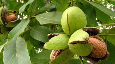 İyi bir ceviz nasıl anlaşılır? İşte cevizi muhafaza etme yöntemleri
