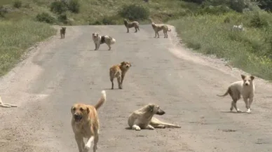 Sokak köpekleri çocuğa saldırdı