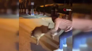 Şehre inen domuzu ayağından yakaladı
